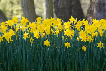 Obraz premium Yellow flowers in the garden with trees in the background