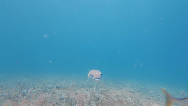 pufferfish swimming in ocean