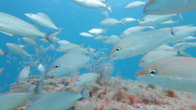 school of fish swimming in ocean with coral reef