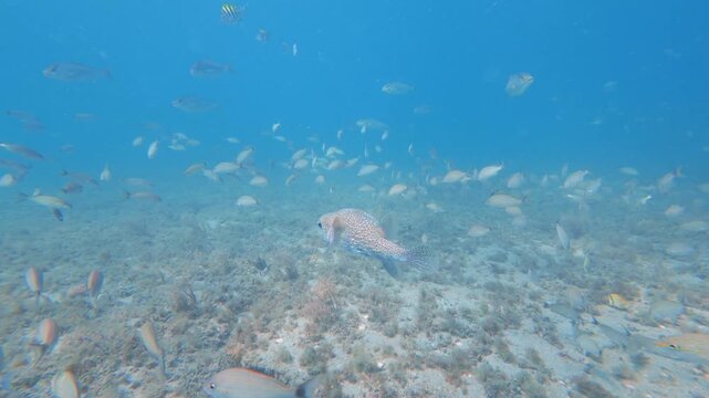 school of fish swimming in ocean with coral reef