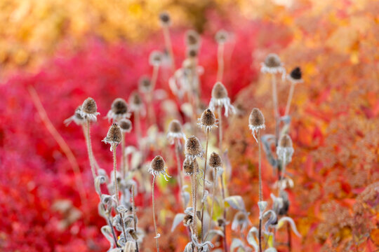 Coneflower flower. Dried flower of coneflower in nature. Macro dried coneflower plant. Wild dry flower. Natural plant. Flora nature. Coneflower wild flower in nature