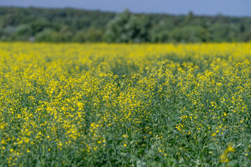 Fototapeta premium Bright rapeseed flowers bloom in vibrant fields under a clear blue sky during a warm sunny day in spring