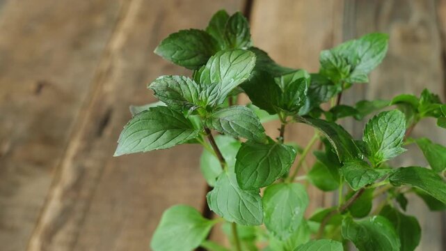 Fresh mint on wooden background. Aromatic herb.