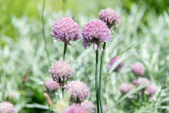 Macro of flowering chives plant. Purple exotic chives flower. Natural flower plant. Flora nature. Bright blooming flower in nature. Chives flower. Flowering nature closeup