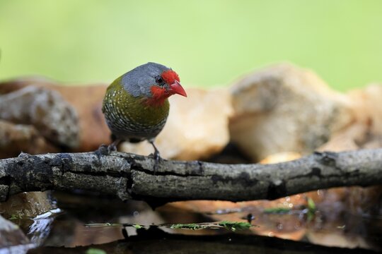 Colourfulastrid (Pytilia melba), adult, male, alert, on the lookout, by the water, Kruger National Park, South Africa
