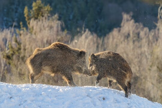 Two young wild boars (Sus scrofa) wrestle with each other in the backlight of the sun in a clearing. Their raised dorsal crests glow in the light. Bavaria, Germany