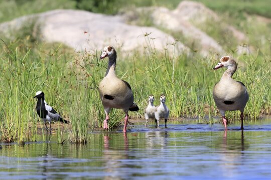 Nile gans (Alopochen aegyptiaca), adult, pair, young, in the water, standing, alert, Kruger National Park, South Africa