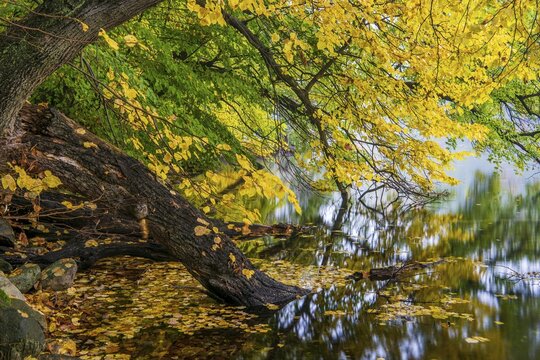 Autumn on the banks of Schmale Luzin, lake in Mecklenburg-Western Pomerania, Feldberg Lake District, Mecklenburg-Western Pomerania, Germany