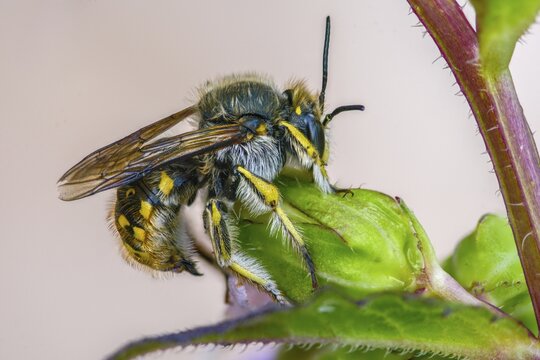 Anthidium manicatum, apidae, bees, European wool carder bee, garden woolbee, large woolbee, hymenoptera, megachilidae, woolbee, insects, wild bees