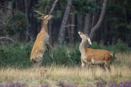 Red deer (Cervus elaphus), a young stag and an adult stag lock horns, Hoenderloo, Gelderland, Netherlands