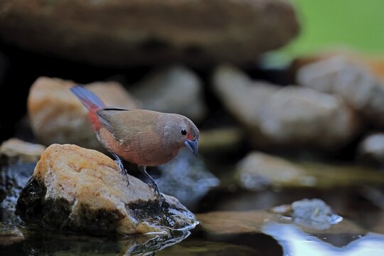 Dark Amaranth (Lagonosticta rubricata), African firefinch, Dark Red Astrid, adult, female, alert, by the water, Kruger National Park, South Africa