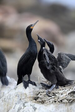Cape cormorant (Phalacrocorax capensis), adult, two chicks, begging, nest, on rocks, Betty's Bay, Stony Point Nature Reserve, Western Cape, South Africa
