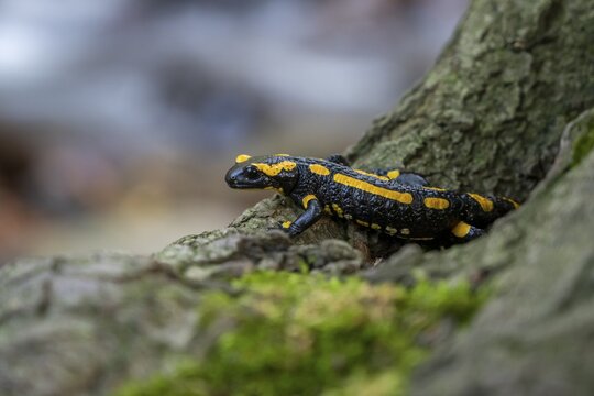 Fire salamander (Salamandra salamandra), Ilsenburg, Saxony-Anhalt, Germany