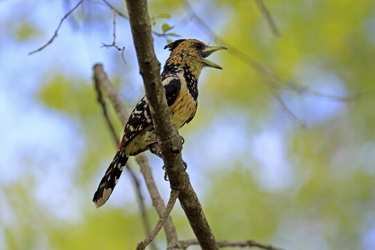 Crested Bart's Bird (Trachyphonus vaillantii), Black-backed Bart's Bird, adult, perch, tree, singing, calling, Kruger National Park, South Africa
