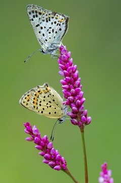 Sooty Copper (Lycaena tityrus), Oldenburg M&uuml;nsterland, Goldenstedt, Lower Saxony, Germany