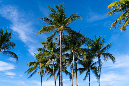 Summertime vacation in Miami south beach, Florida. Palm tree of California. Tropical beach in Miami. Tropical outdoor scene with palm tree. Tropical summer vacation. Exotic nature. Palm tree
