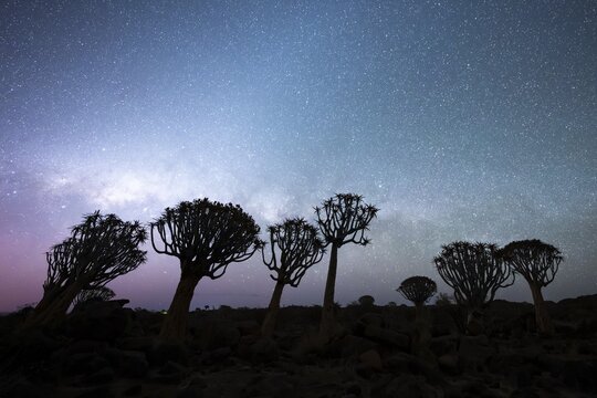 Quiver trees (Aloe dichotoma), night shot with starry sky, quiver tree forest in Garaspark near Keetmanshoop, Karas Region, Namibia