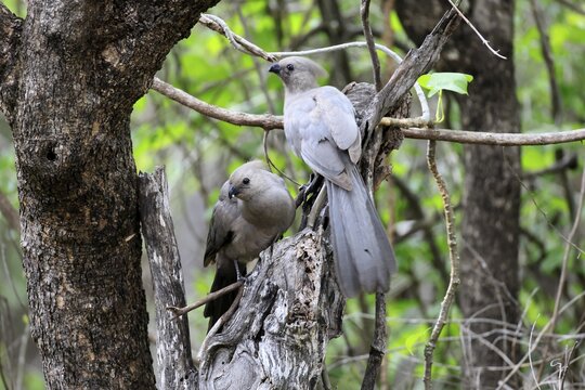 Grey Go-away-bird (Crinifer concolor), Grey Go-away-bird, subadult, half-grown, two, siblings, on a tree, social behaviour, Kruger National Park, Kruger National Park, South Africa