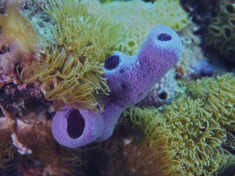 Purple tube sponge (Callyspongia fallax) in a vibrant underwater environment teeming with corals, Nursery dive site, Pompano Beach, Florida, USA