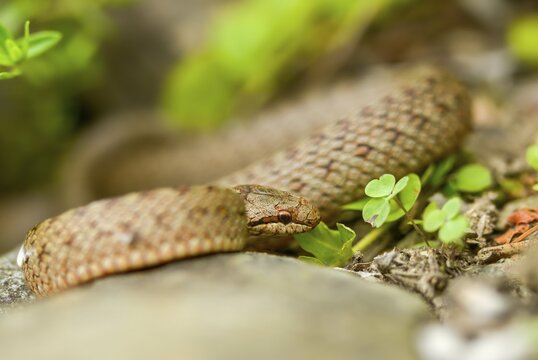 Coronella Austriaca, smooth snake, reptilia, reptilia, reptiles, snakes, snakes