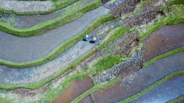 Aerial view of farmers working in the lush green rice terraces of Tampaksiring, Bali, Indonesia.