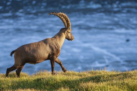 Alpine ibex (Capra ibex), Heiligenblut am Gro&szlig;glockner, Carinthia, Austria