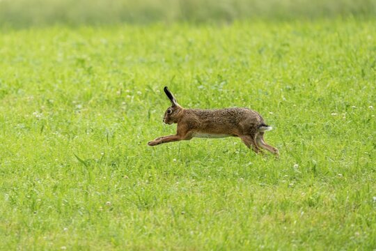 European hare (Lepus europaeus), Vulkaneifel, Rhineland-Palatinate, Germany
