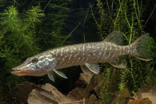 Esox Lucius, pike, pike, predatory fish, fishes, northern pike, pisces
