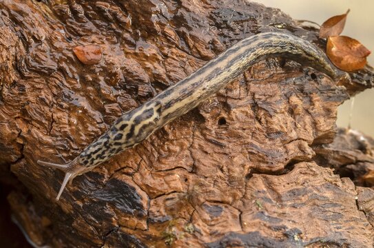 Big snail, big snowgel, limax maximus, snowgel, tiger snail, gastropod, great grey slug, leopard slug, mollusca, molluscs, snails, snails, molluscs