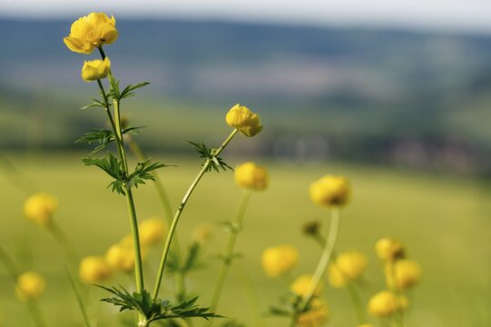 Budabin seed, buttercup, butter ball, butterrose, globe flower, goldhead, buttercup, ball ranunculus, ranunculaceae, trollflower, trollius europaeus, flora, plants, plants