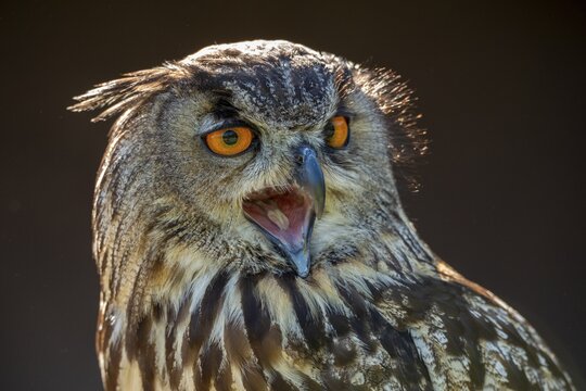 Bubo Bubo, Eagle Owl, Eagle Owl, Birds, Owls, Strigiformes, Birds