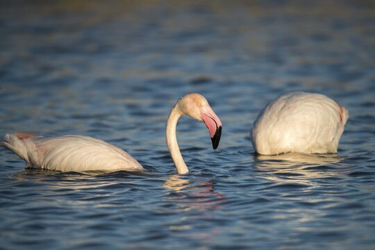 Afro-Asian Greater Flamingo, Eurasian Flamingo, European Flamingo, Granelli, Greater Flamingo, Italy, Pantano Cuba Lagoon, Pantano Longarini Lagoon, Pantani Cuba and Longarini, Phoenicopterus Roseus, Rosy Flamingo, Migratory Bird Sanctuary Pantani Cuba & Longarini, Birds, Ciconiiformes, Flamingo, Italy birds, Sicily, Foundation for Biodiversity, stork birds, birds