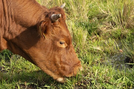 Artiodactyla, Bavaria, Bos Taurus sspec.5, cattle, even-toed ungulate, high-altitude cattle, Upper Palatinate, cloven-hoofed cattle, Tirschenreuth, Waldnaab, Waldnaabaue, wild willows Waldnaabaue, domesticated animals, extensive grazing, feeding marks, pet, mammals, cattle, mammals, bite