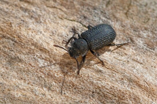 Tree Sponge Black Beetle, Black Tinder Beetle, Bolitophagus Reticulatus, Black Beetle, Tinder Sponge Beetle, Coleoptera, Insects, Beetles