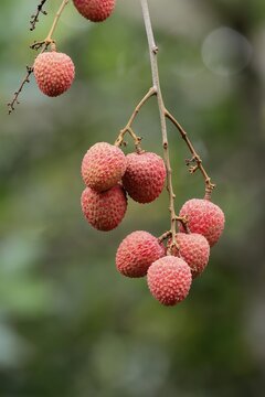 Lychee tree (Litchi chinensis), lychee tree, fruit, ripe, on the tree, Monzi, KwaZulu-Natal, South Africa