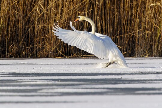 Mute swan (Cygnus olor), wildlife, Germany. A swan lands gently on a snow-covered patch against a backdrop of reeds