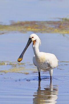 Spoonbill (Platalea leucorodia), adult bird striding through shallow water, adult bird in splendour, wildlife, Ziggsee, Burgenland, Austria