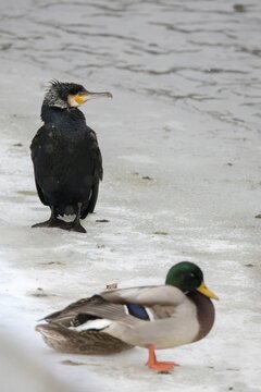 Black shag, cormorant, phalacrocorax carbo, birds, high size, portrait format, pelecaniforms, ropedes, birds, waterbirds, waterbirds
