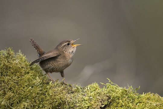Troglodytes troglodytes, wren, birds, song, passeri, singing, songbirds, birds