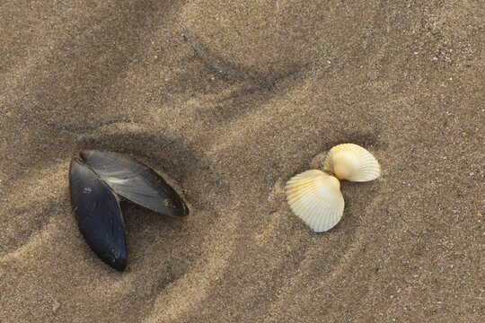 Mussel and Cockle shells on a sandy beach, England, United Kingdom