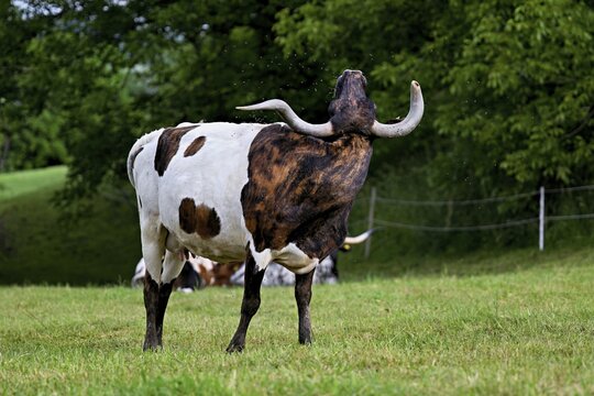 Texas longhorn cow shakes flies off head, Meienberg, Aargau Canton, Switzerland