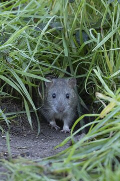 European brown rat (Rattus norvegicus) adult rodent animal coming out from its burrow hole, England, United Kingdom