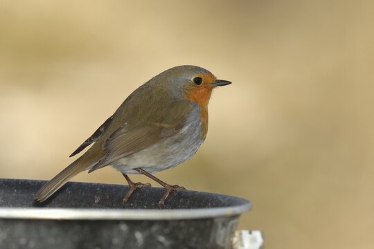 European robin (Erithacus rubecula), at a feeder in the garden, North Rhine-Westphalia, Germany