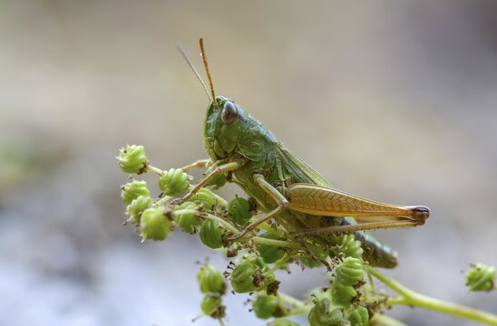 Acrididae, Caelifera, Chorthippus parallelus, field locusts, common grasshoppers, gomphocerinae, short-feeler scare, pseudochorthippus parallelus, grasshoppers, grasshoppers, insects, male, meadow grasshopper, male
