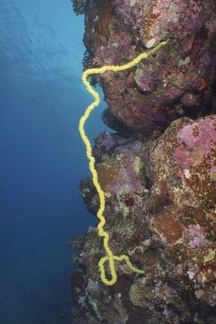 Twisted spiral wire coral (Cirrhipathes spiralis), Dive site House Reef, Mangrove Bay, El Quesir, Red Sea, Egypt