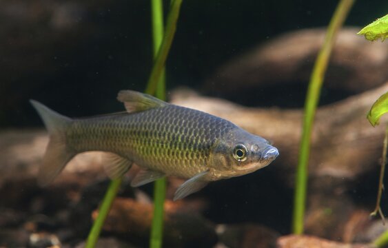 Blue ribbon bear, pseudorasbora parva, stone moroco, stone moroko, fish, fish, pisces, topmouth gudgeon