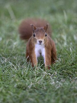 European squirrel (Sciurus vulgaris), meadow, Stuttgart, Baden-W&uuml;rttemberg, Germany