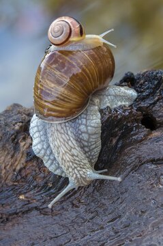 Burgundy snail, banded snails, cepaea, cepaea nemoralis, grove snail, hornworm snail, helicidae, helix pomatia, roman snail, snails, black-mouthed snail, vineyard snail, gastropod, high size, portrait format, mollusca, snails, snails, molluscs