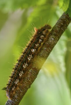 Euthrix potatoria, hen, grass hen, lasiocampidae, drinker, mealyworm, drinker, high size, portrait, inchworm, insects, moths, moths, moths, moths, caterpillar, butterflies