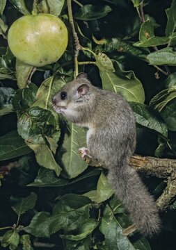 Edible dormouse, fat dormouse, glis glis, rodents, rodentia, dormice, dormice, dormouse, foraging, garden, high size, portrait format, mammals, foraging, rodents, sleepers, mixed fruit, mammals